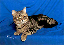 12_Stedam Azriel Buddy Brown